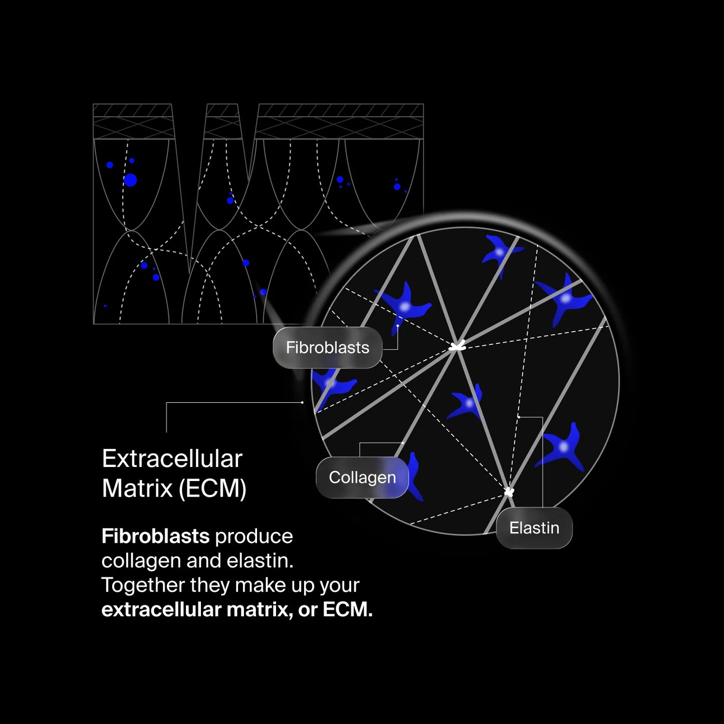 Pavise Extracellular Matrix Restore - Freeze Co Beauty