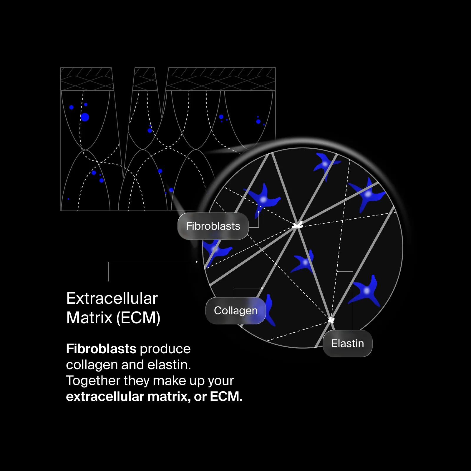 Pavise Extracellular Matrix Restore - Freeze Co Beauty